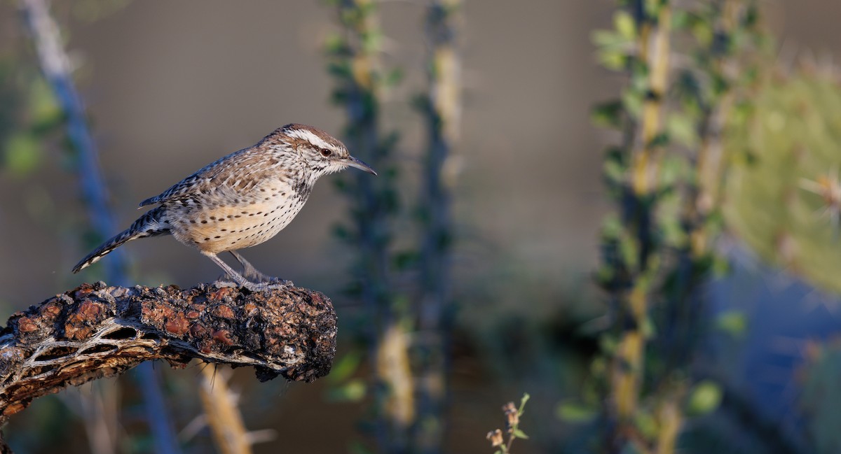 Cactus Wren - ML646996755