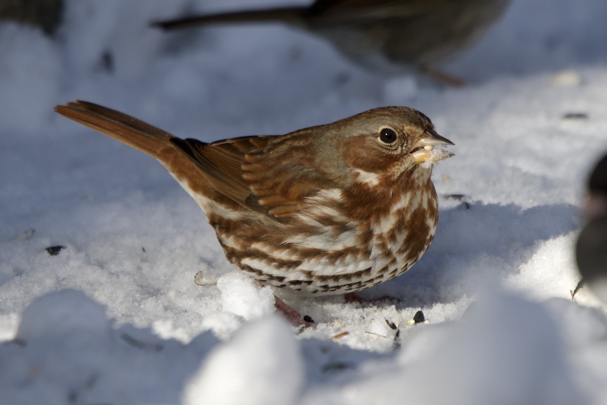 Fox Sparrow - ML646996757
