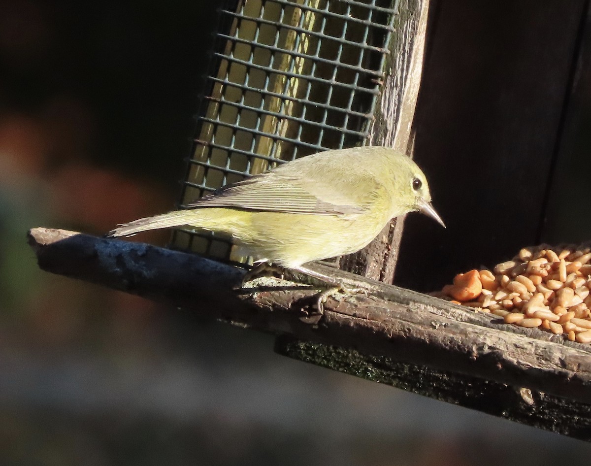 Orange-crowned Warbler - ML646996760