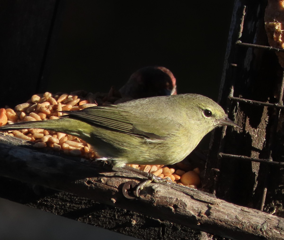 Orange-crowned Warbler - ML646996761