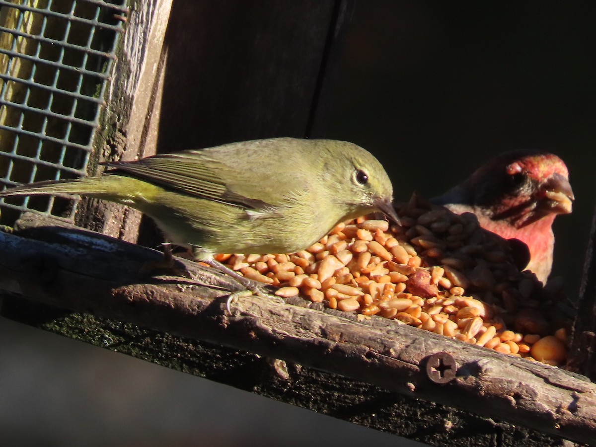 Orange-crowned Warbler - ML646996762