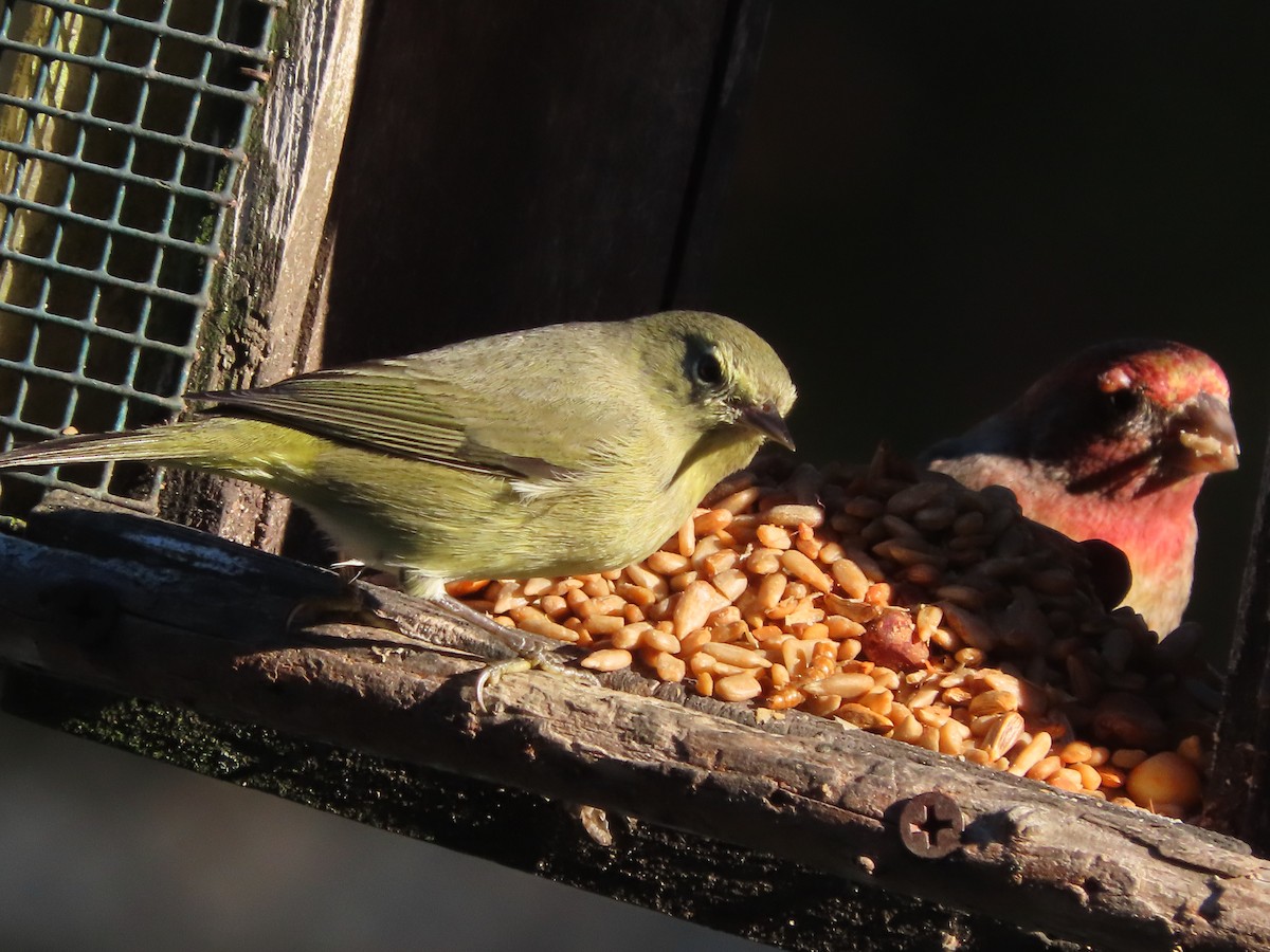 Orange-crowned Warbler - ML646996763