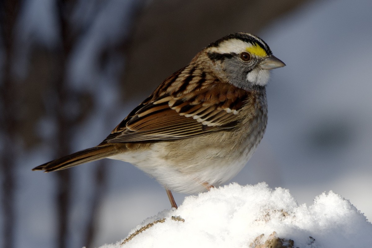 White-throated Sparrow - ML646996764