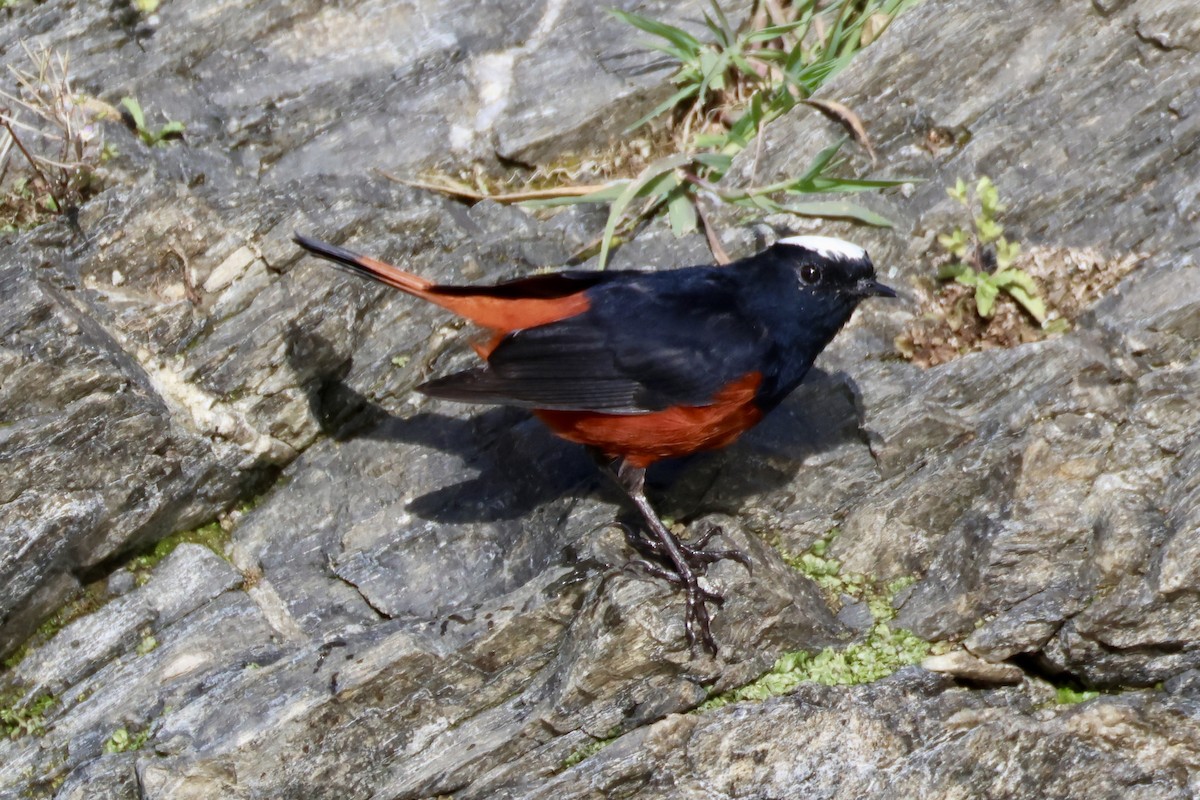 White-capped Redstart - ML646996765