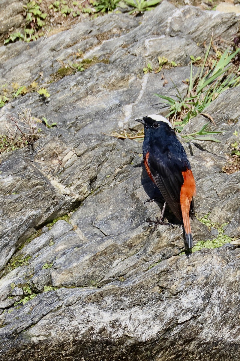 White-capped Redstart - ML646996766