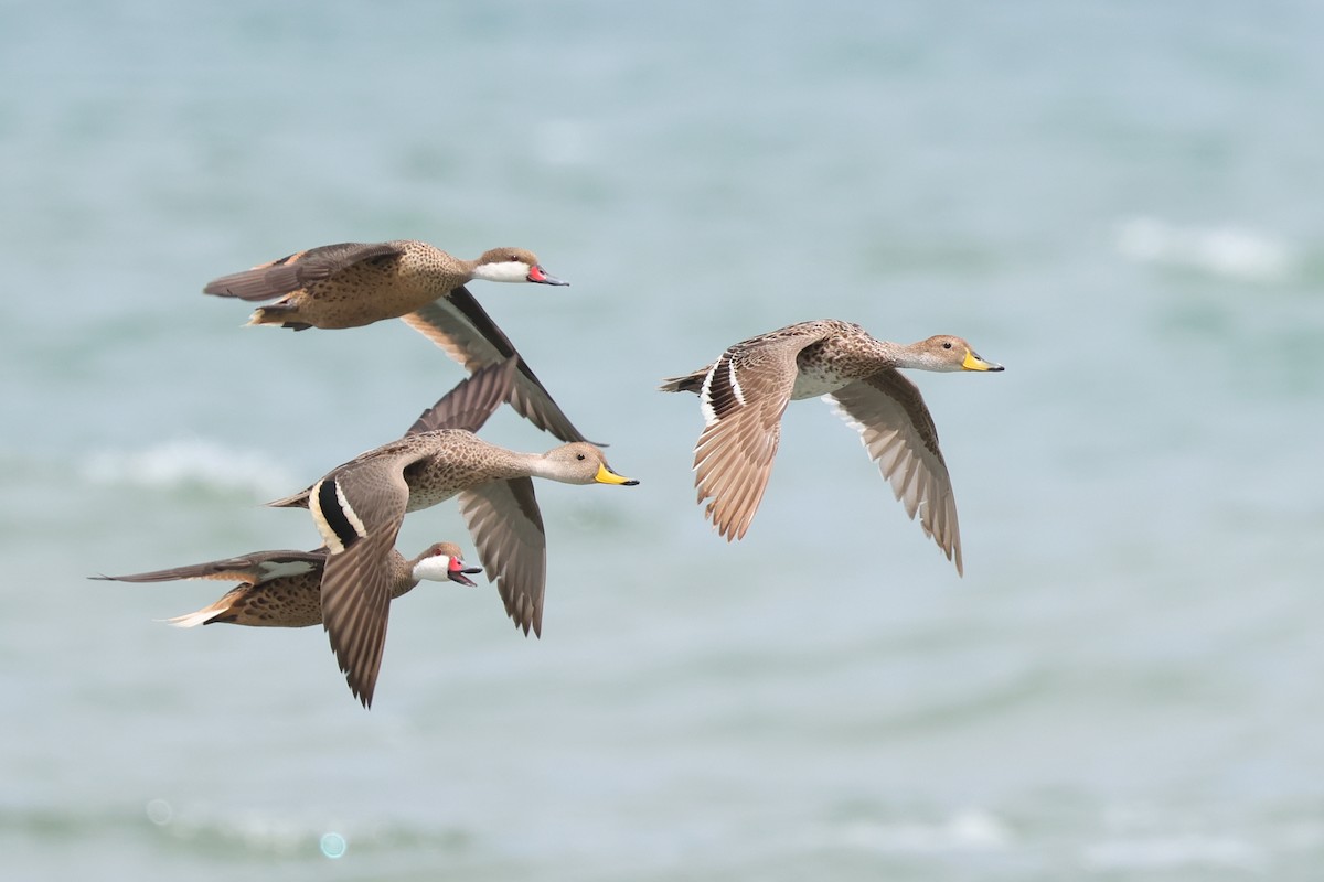 White-cheeked Pintail - ML646996769