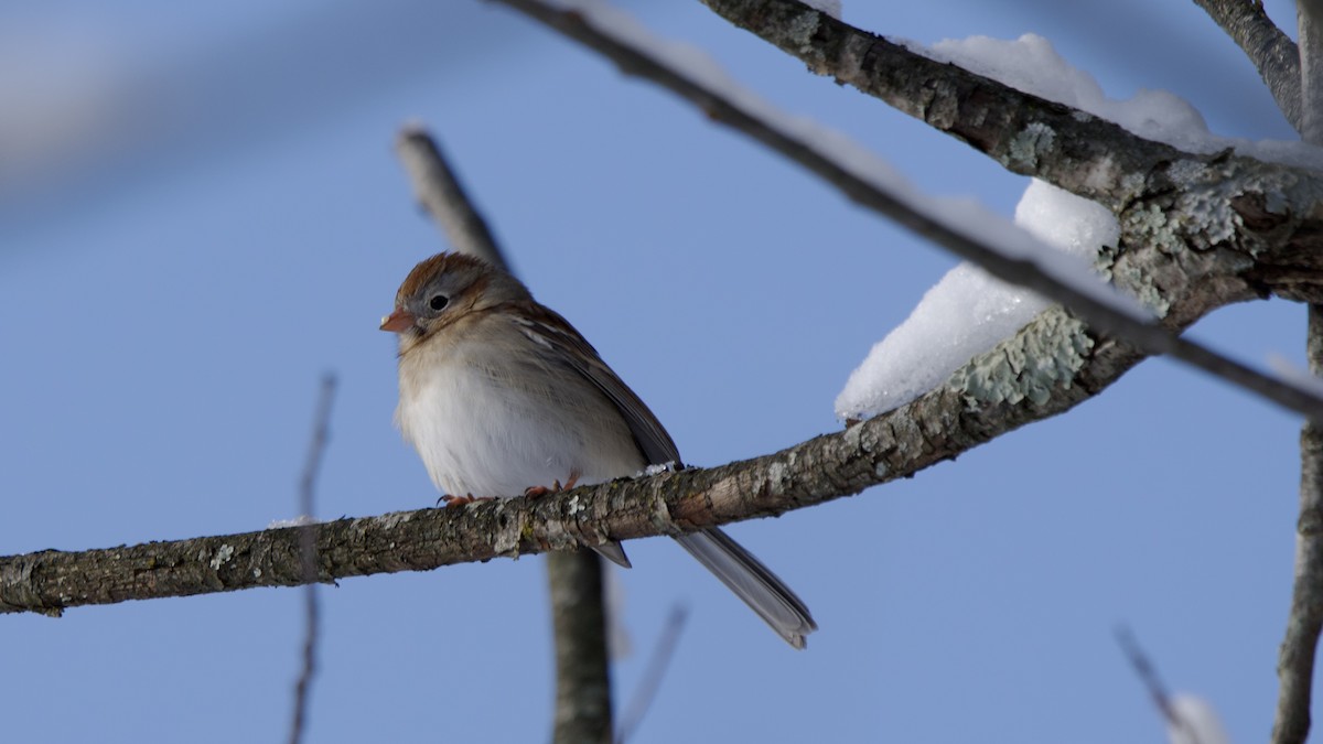 Field Sparrow - ML646996770