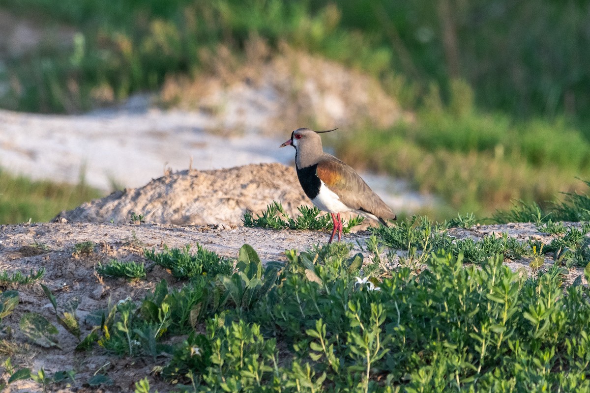 Southern Lapwing - ML646996771
