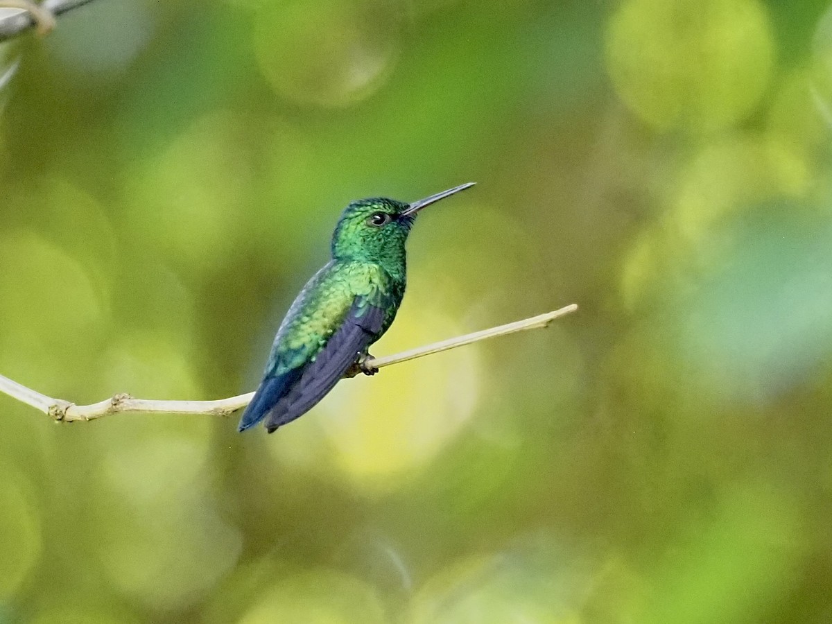 Blue-chinned Sapphire - ML646996773