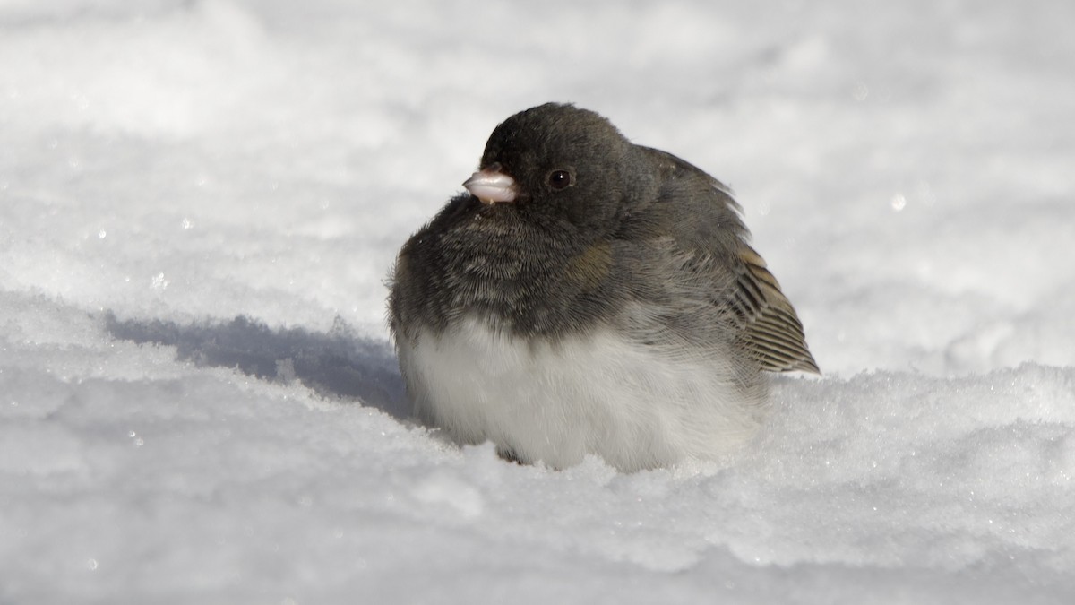 Dark-eyed Junco - ML646996776
