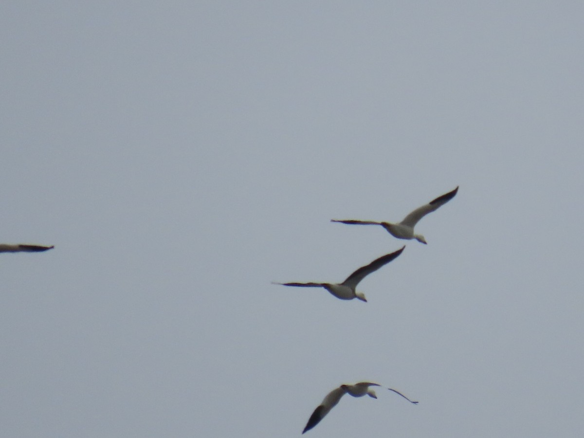 Snow Goose - ML646996781