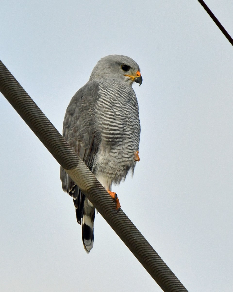 Gri Şahin - ML646996784