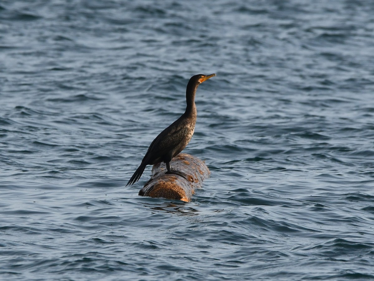Double-crested Cormorant - ML646996789