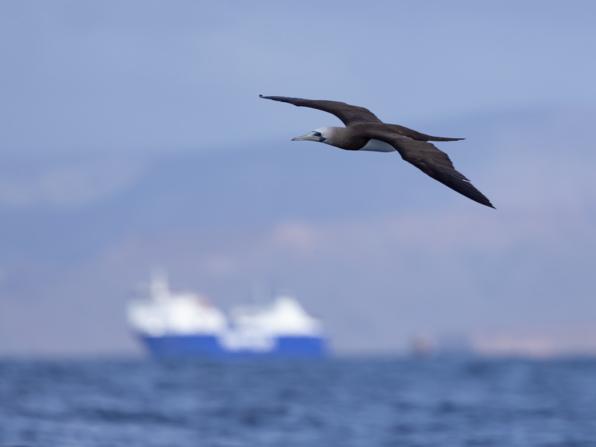 Cocos Booby - ML646996794