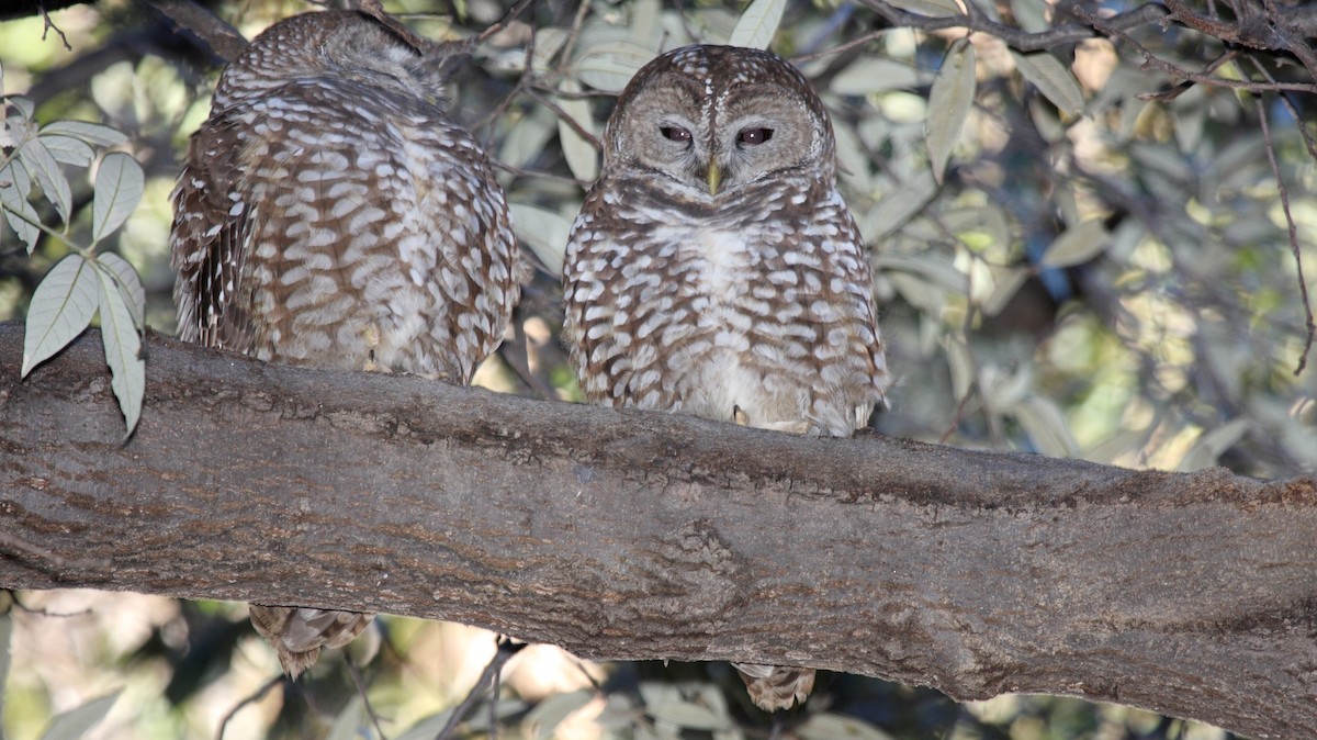 Spotted Owl - ML646996796