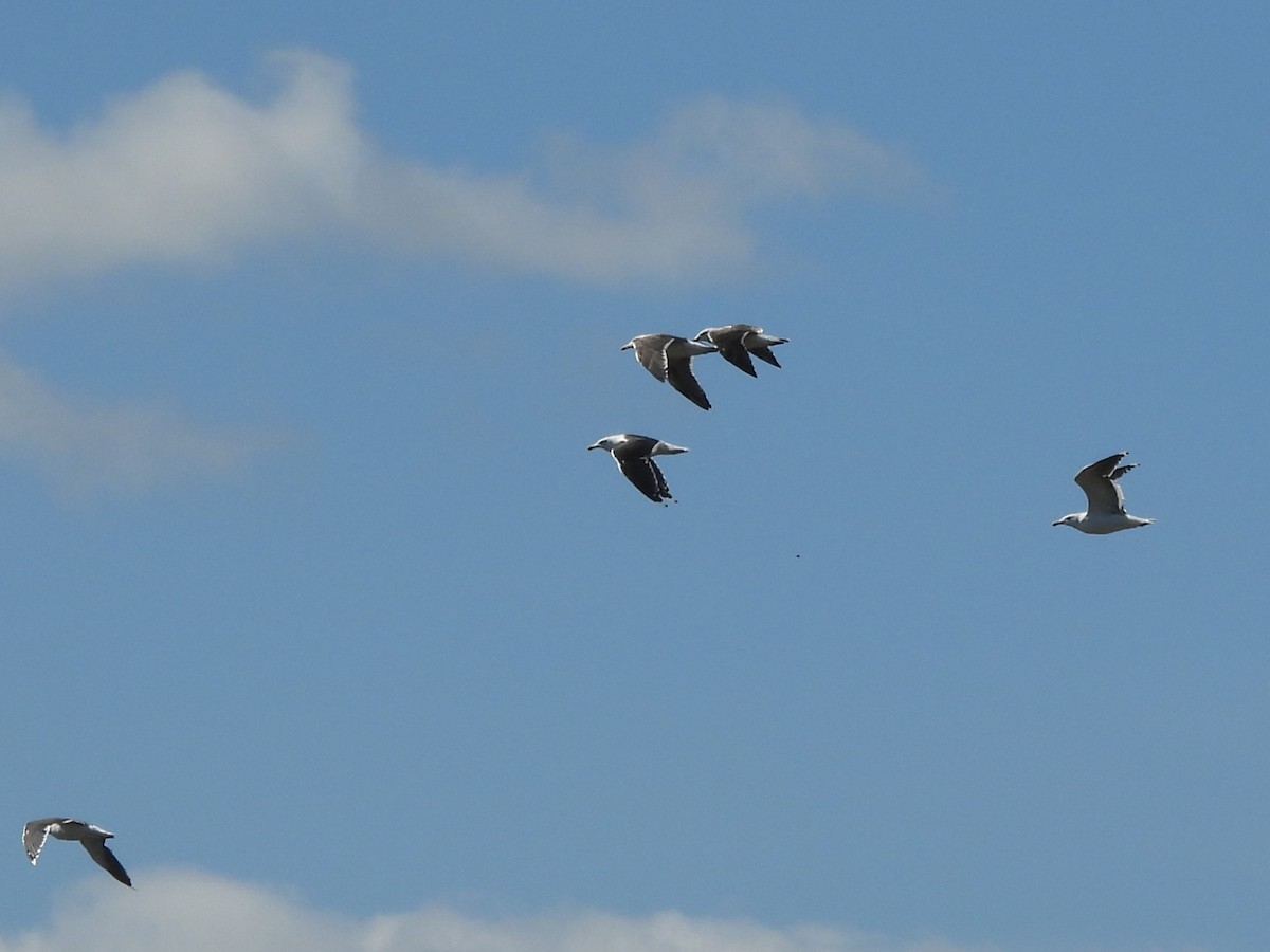 svartbak - ML646996804