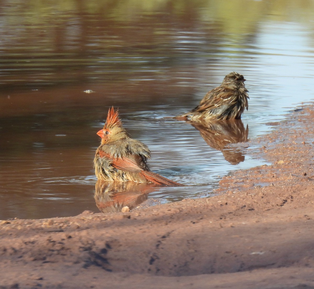 Northern Cardinal - ML646996806
