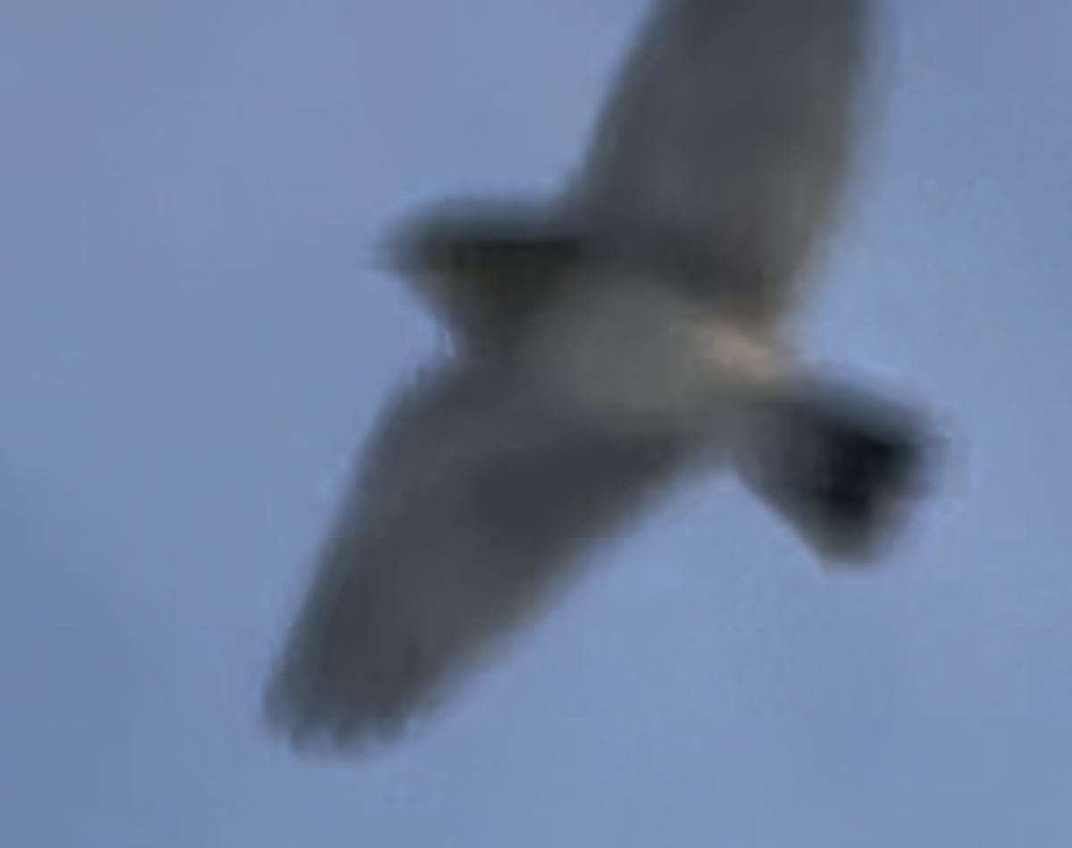 Alondra Cornuda - ML646996808