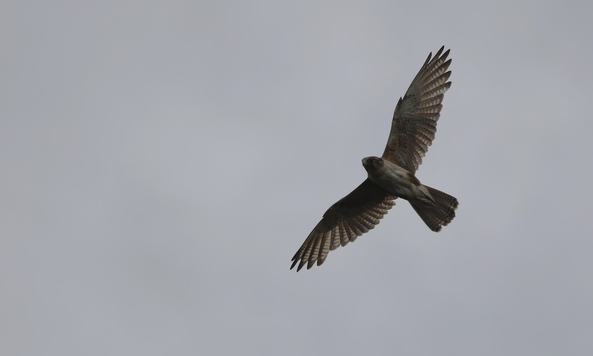 Uzun Bacaklı Doğan - ML646996809