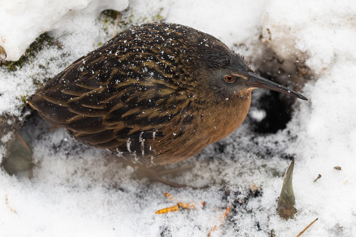 Virginia Rail - ML646996810