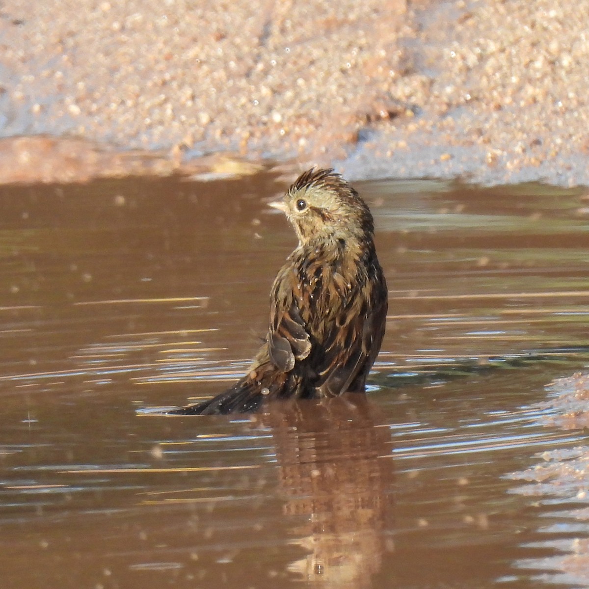 Lincoln's Sparrow - ML646996820