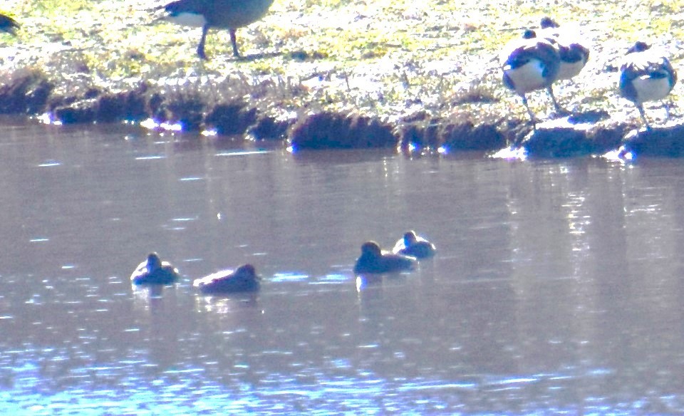 Redhead - ML646996821