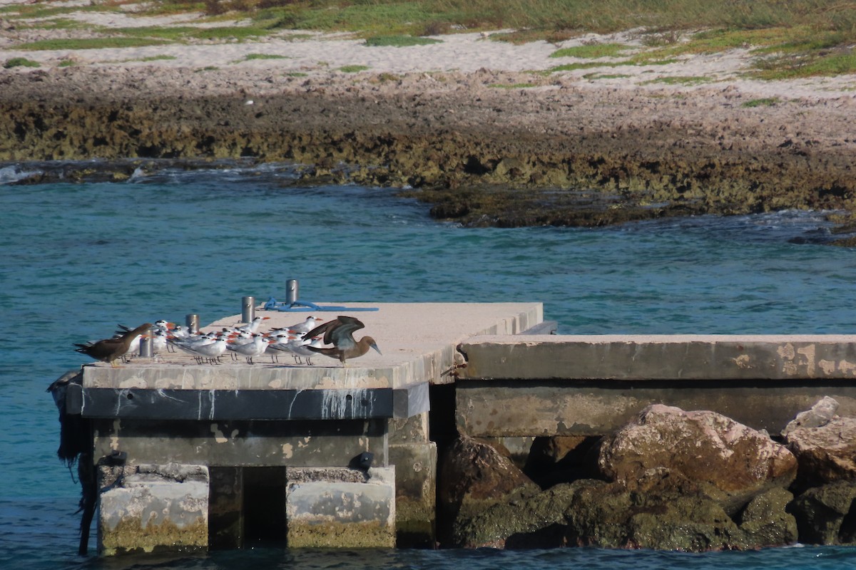 Piquero Pardo - ML646996822