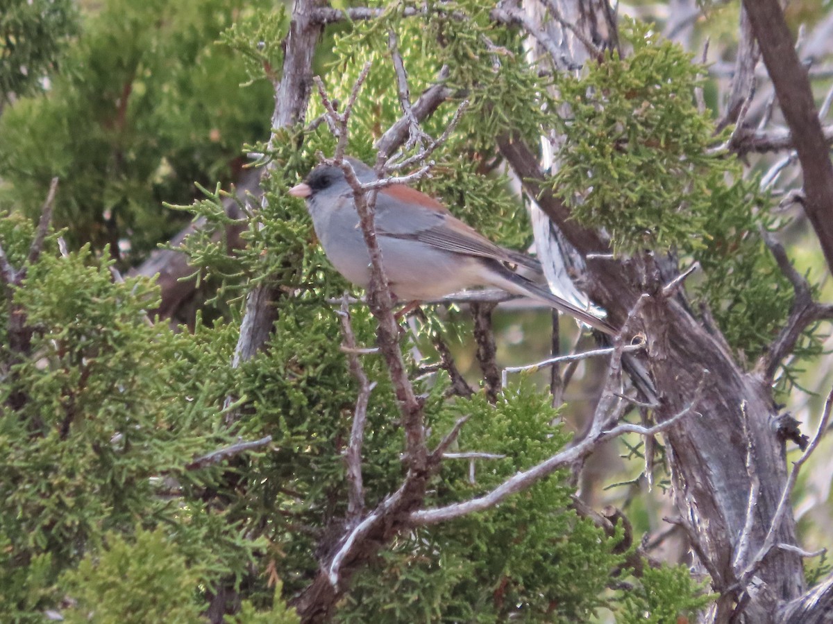Dark-eyed Junco (Gray-headed) - ML646996826