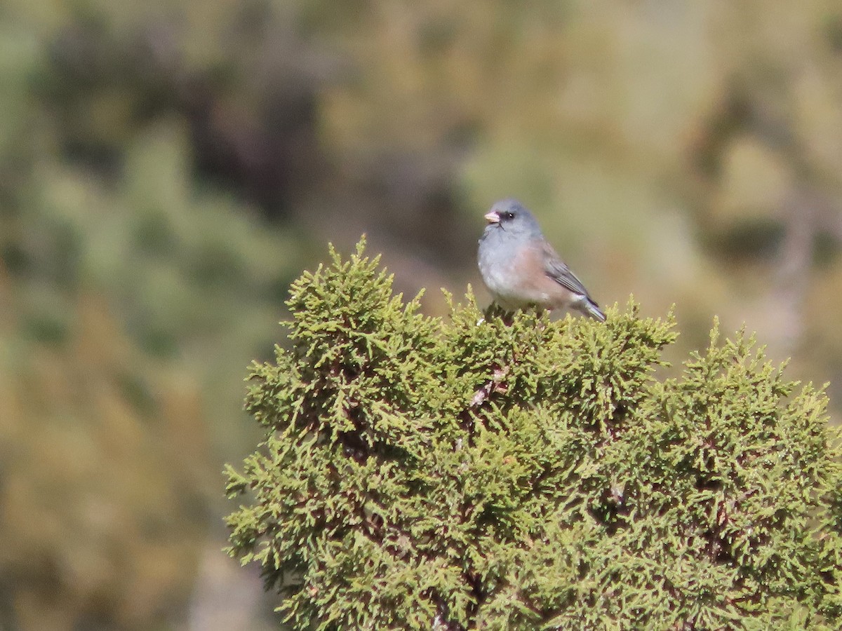 Dark-eyed Junco (Pink-sided) - ML646996830