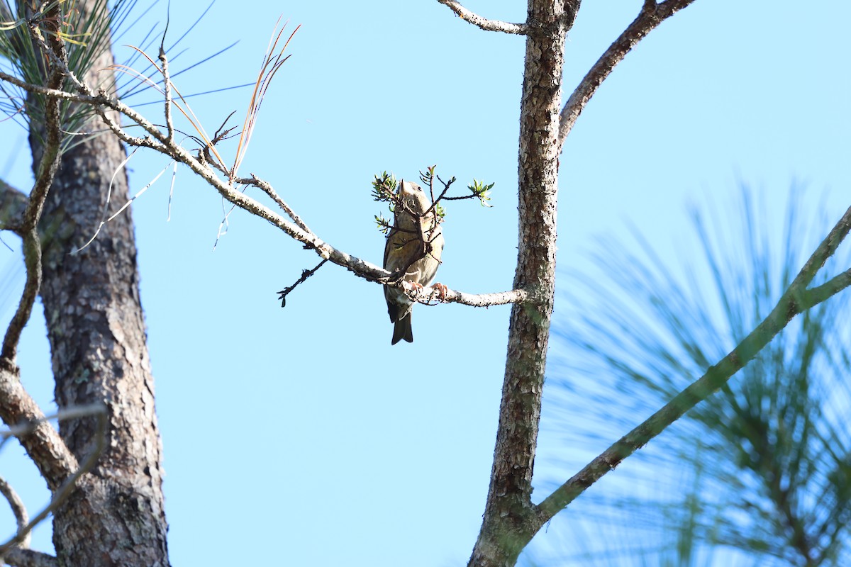 Piquituerto de la Española - ML646996844