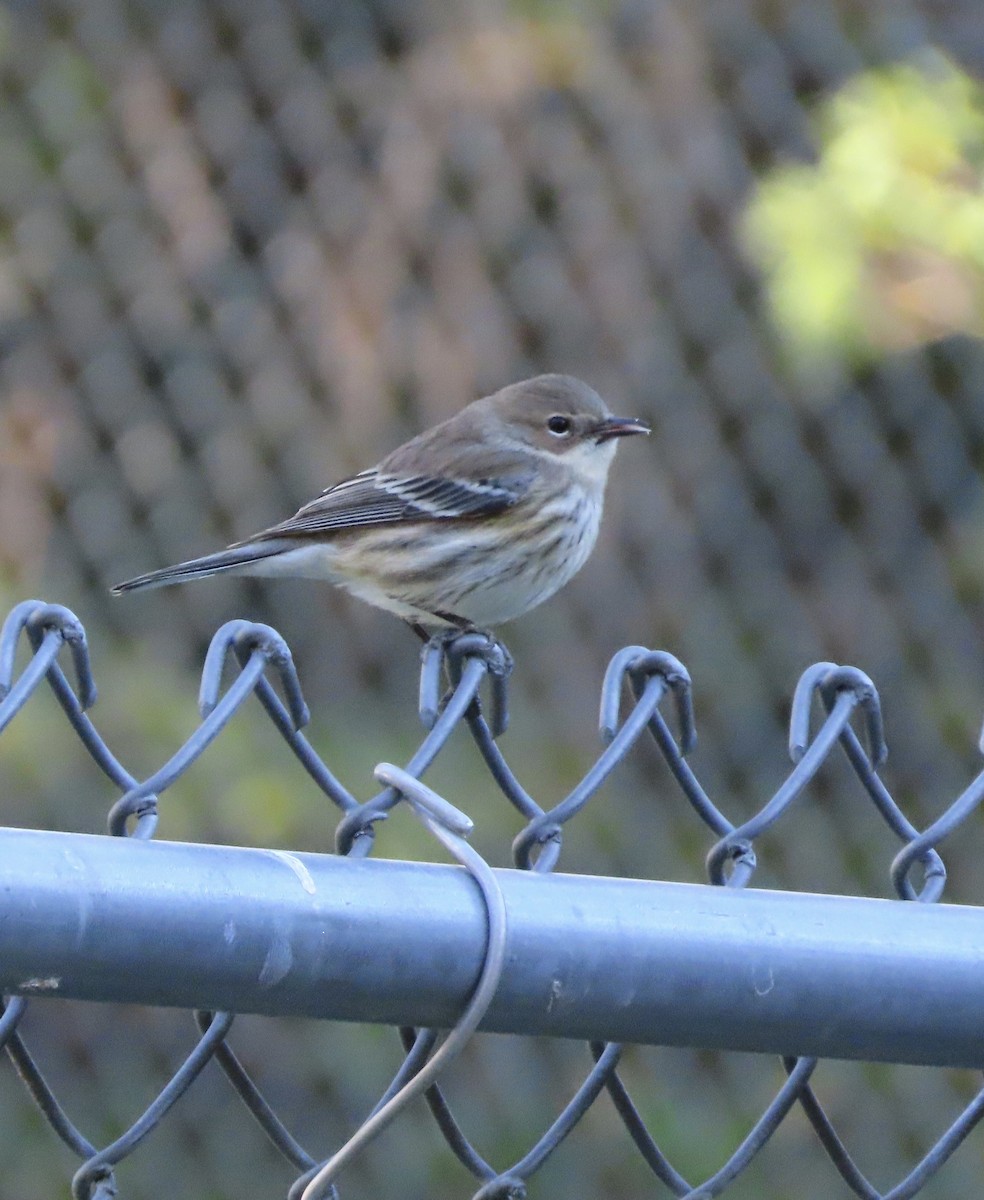 Пісняр-лісовик жовтогузий (підвид coronata) - ML646996848