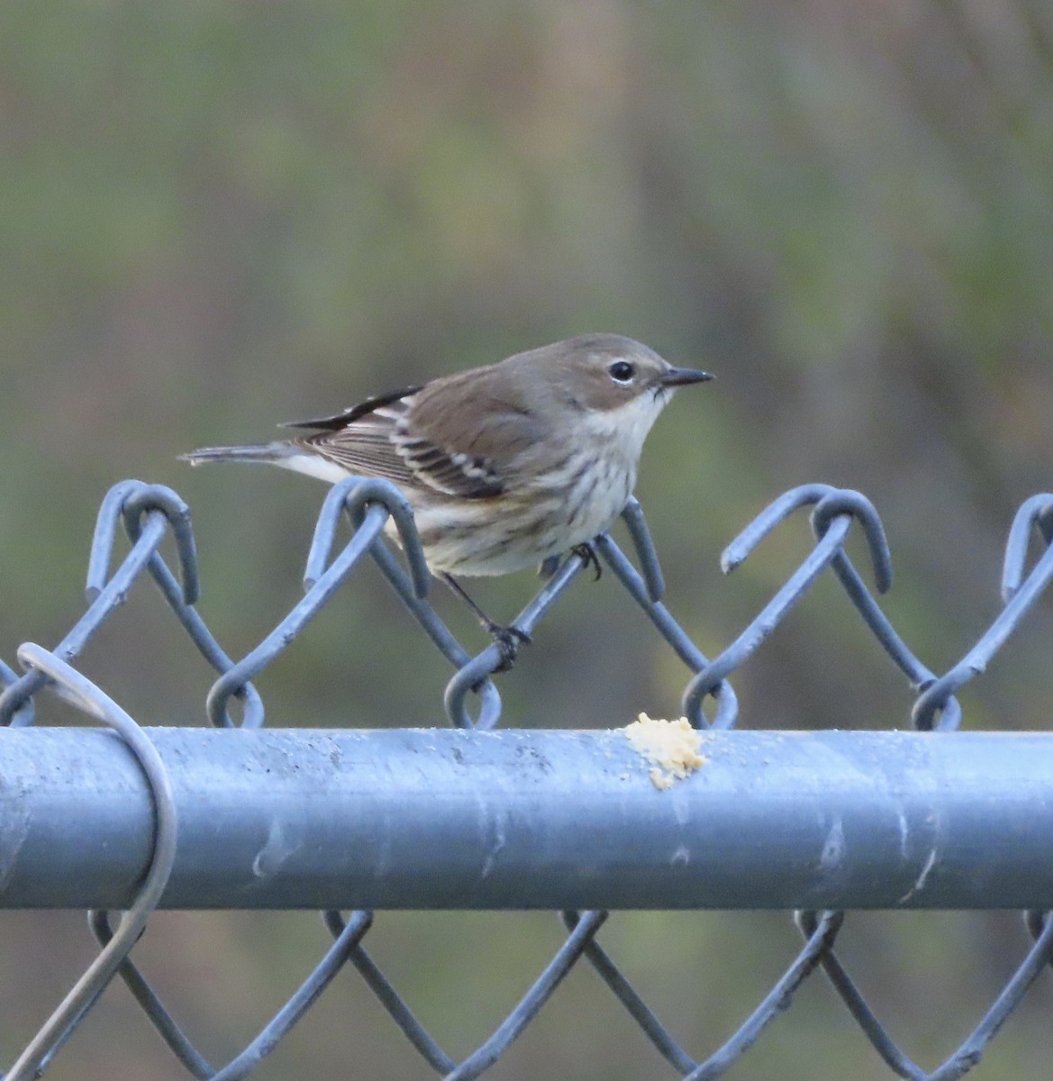 Пісняр-лісовик жовтогузий (підвид coronata) - ML646996849