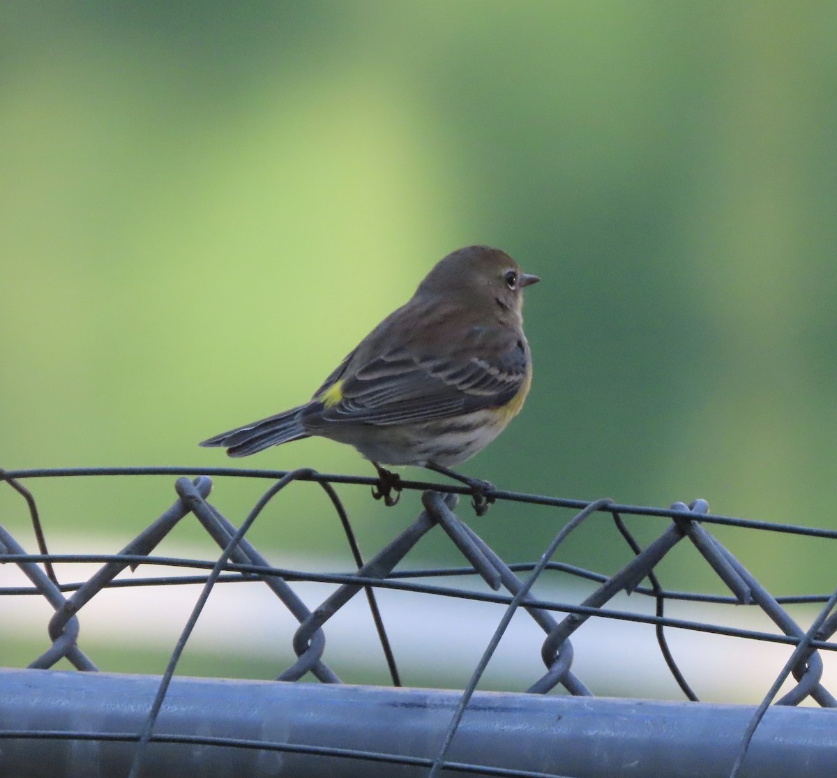 Пісняр-лісовик жовтогузий (підвид coronata) - ML646996850