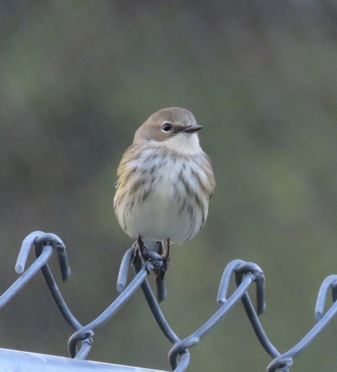 Пісняр-лісовик жовтогузий (підвид coronata) - ML646996851