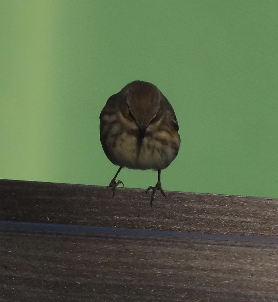 Пісняр-лісовик жовтогузий (підвид coronata) - ML646996852