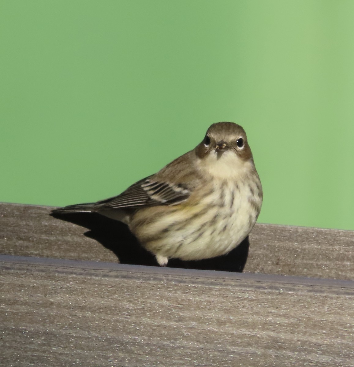 Пісняр-лісовик жовтогузий (підвид coronata) - ML646996853