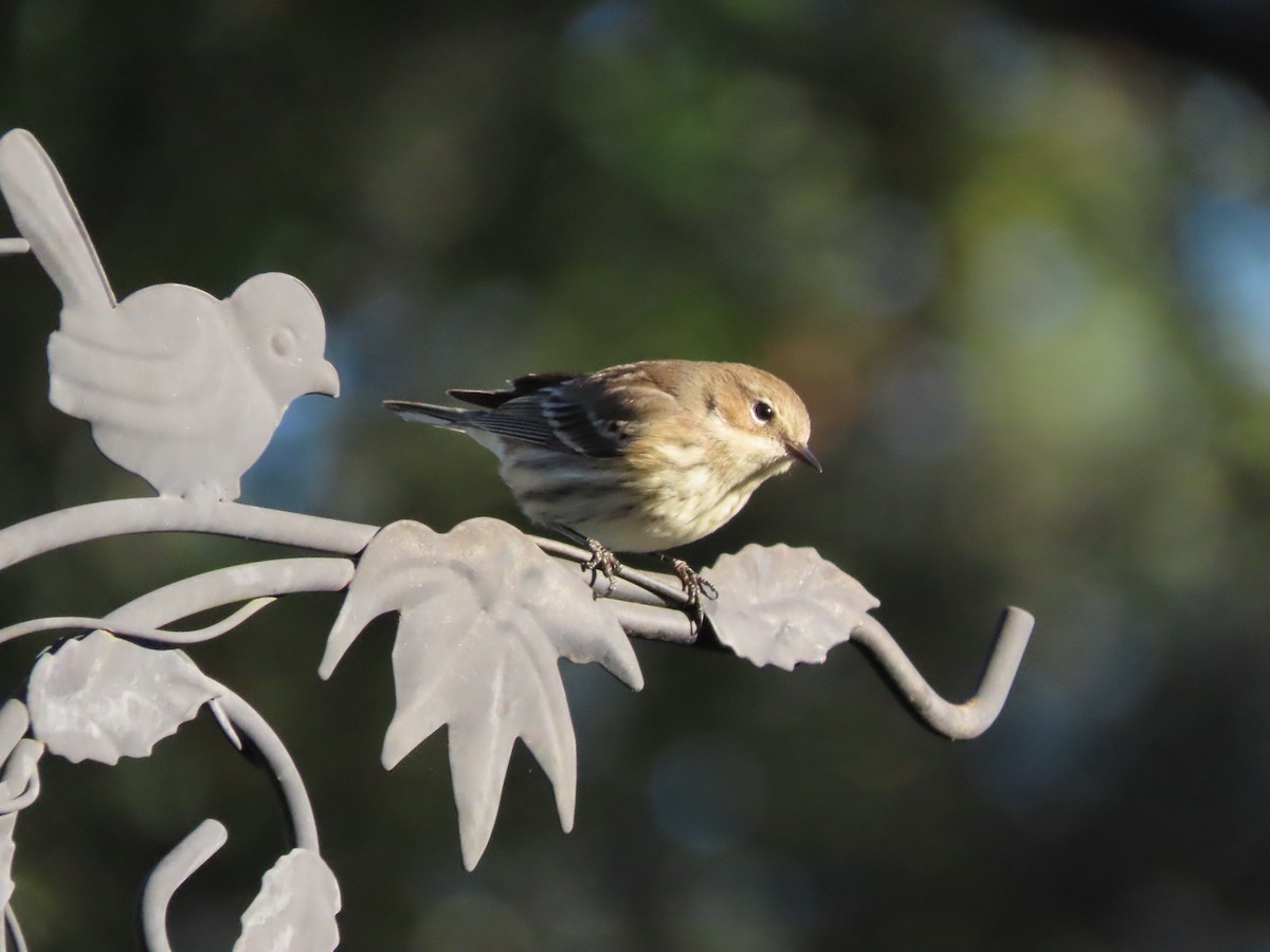 Пісняр-лісовик жовтогузий (підвид coronata) - ML646996855