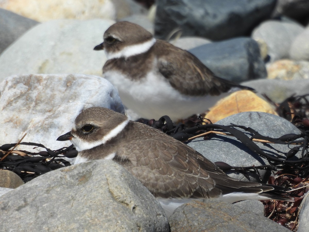 amerikasandlo - ML646996856