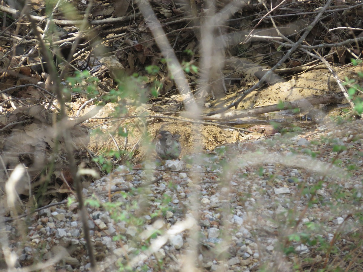 Chingolo de Harris - ML646996857