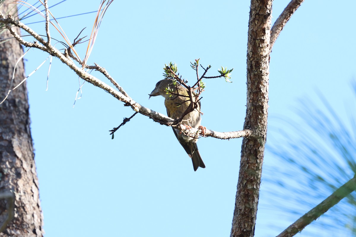 Piquituerto de la Española - ML646996864
