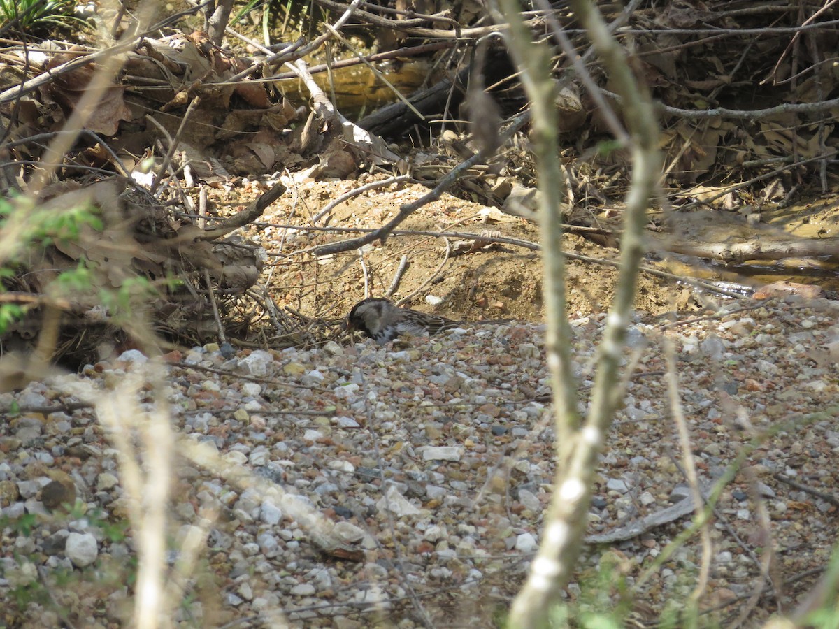 Chingolo de Harris - ML646996865