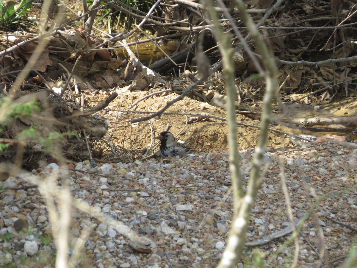 Chingolo de Harris - ML646996866