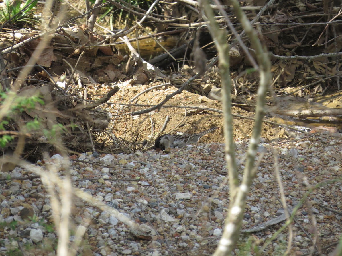Chingolo de Harris - ML646996867