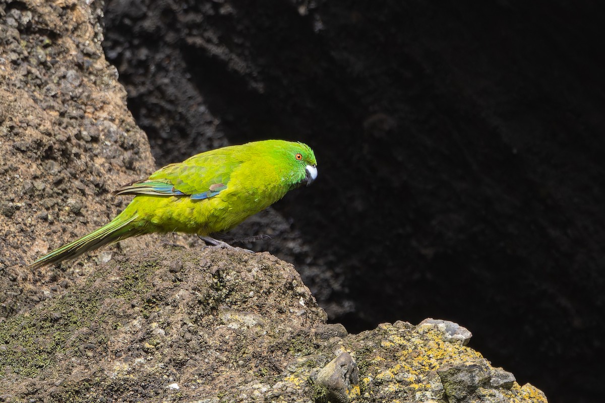 Antipodes Parakeet - ML646996869