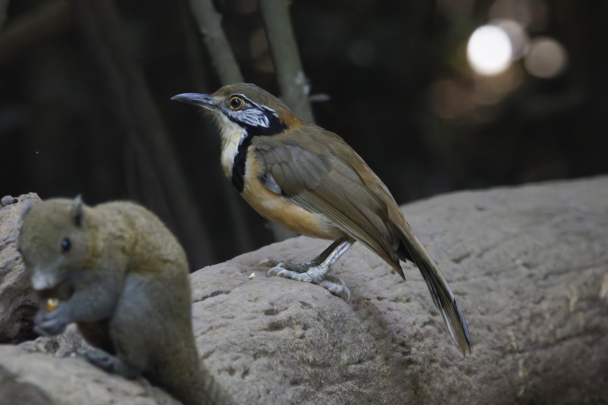 Greater Necklaced Laughingthrush - ML646996872