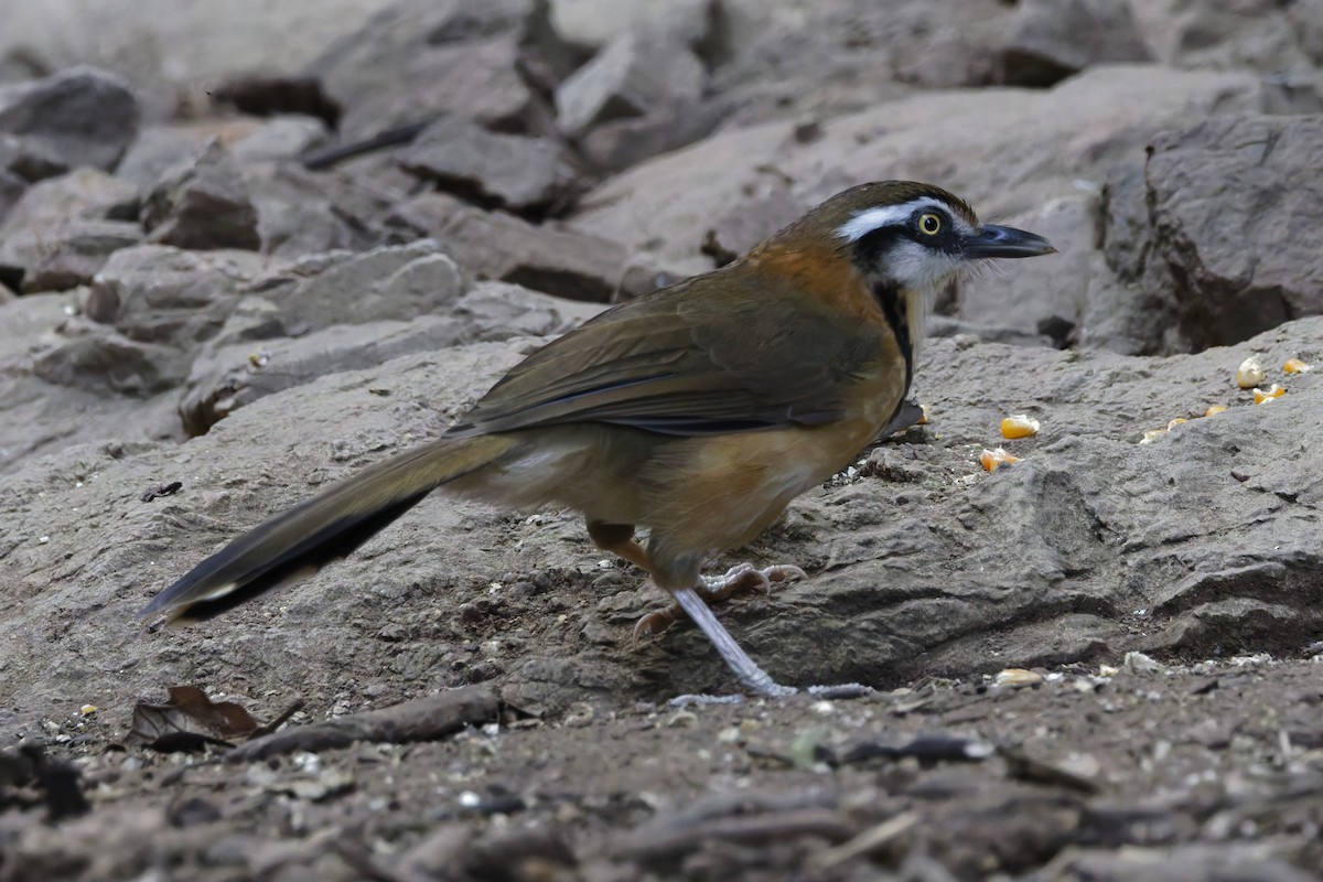 Greater Necklaced Laughingthrush - ML646996873