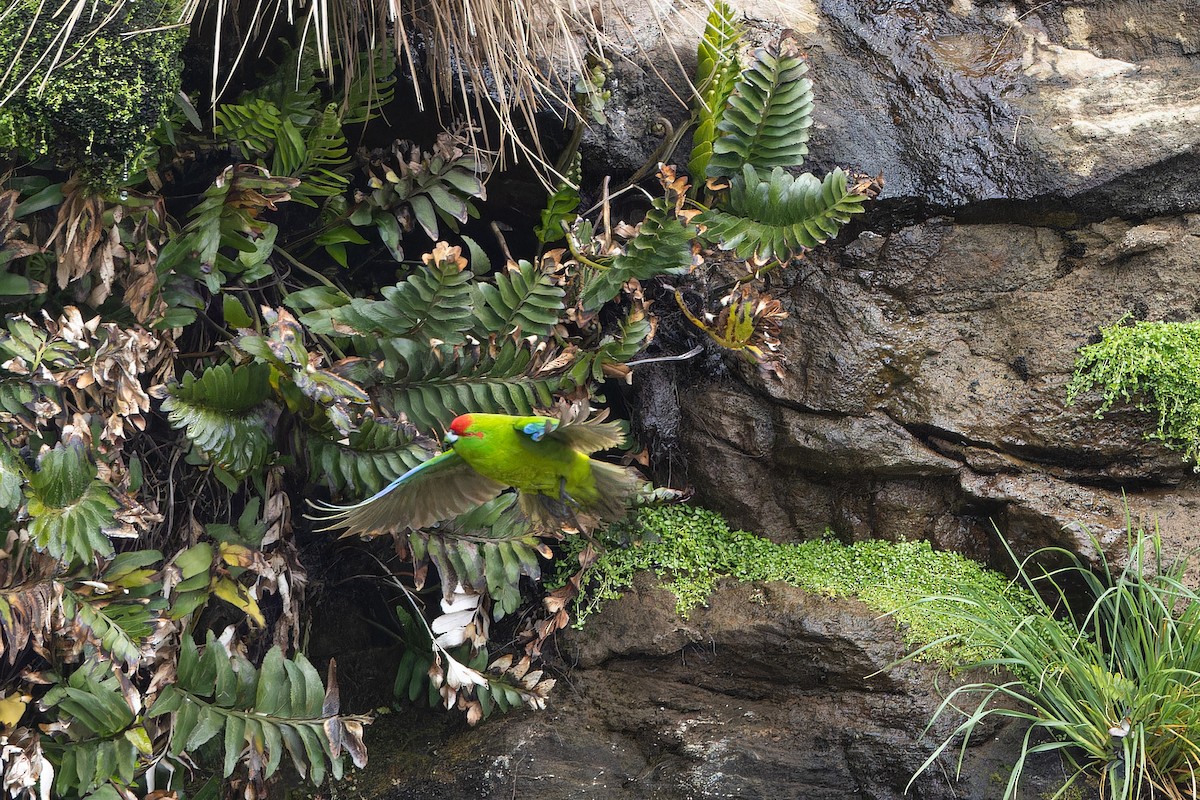 Reischek's Parakeet - ML646996877