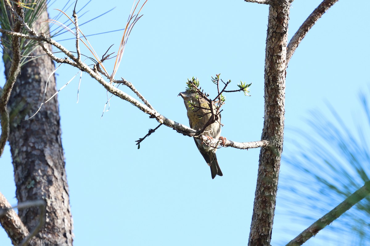 Piquituerto de la Española - ML646996880
