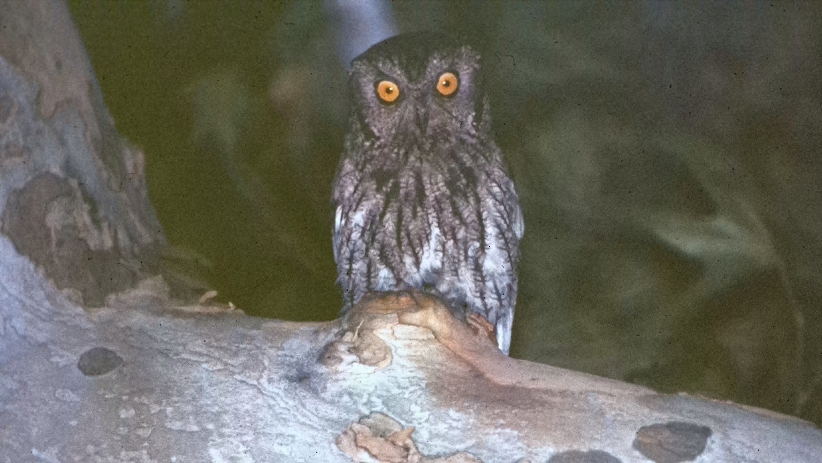 totemugle - ML646996882