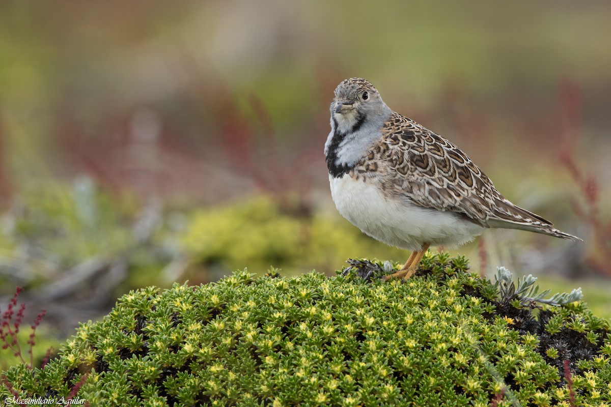 Least Seedsnipe - ML646996884